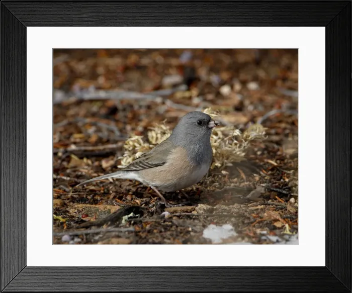 Framed Print : Pink-sided junco (Junco hyemalis mearnsi), Abiquiu Lake, New Mexico, United States of America, North Framed Print : Pink-sided junco (Junco hyemalis mearnsi), Abiquiu Lake, New Mexico, United States of America, North