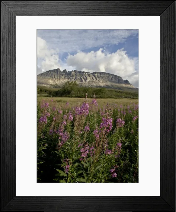 Framed Print : Fireweed (Chamerion angustifolium), Glacier National Park, Montana, United States of America Framed Print : Fireweed (Chamerion angustifolium), Glacier National Park, Montana, United States of America