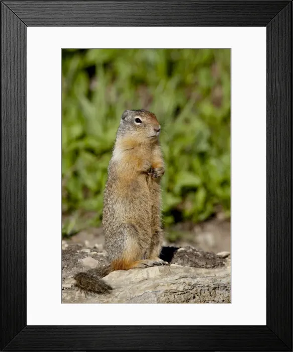 Framed Print : Columbian ground squirrel (Citellus columbianus), Glacier National Park Framed Print : Columbian ground squirrel (Citellus columbianus), Glacier National Park
