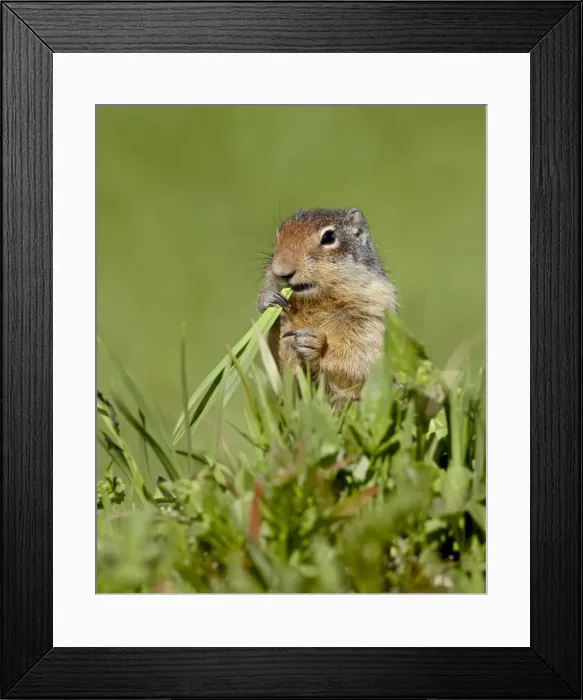 Framed Print : Columbian ground squirrel (Citellus columbianus) eating, Glacier National Park Framed Print : Columbian ground squirrel (Citellus columbianus) eating, Glacier National Park