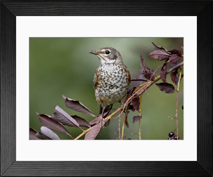 Framed Print : Immature American robin (Turdus migratorius), Columbus, Montana, United States of America Framed Print : Immature American robin (Turdus migratorius), Columbus, Montana, United States of America