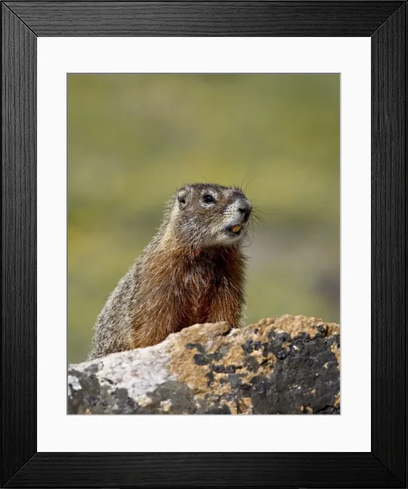 Framed Print : Yellowbelly marmot (Yellow-bellied marmot) (Marmota flaviventris), Shoshone National Forest Framed Print : Yellowbelly marmot (Yellow-bellied marmot) (Marmota flaviventris), Shoshone National Forest