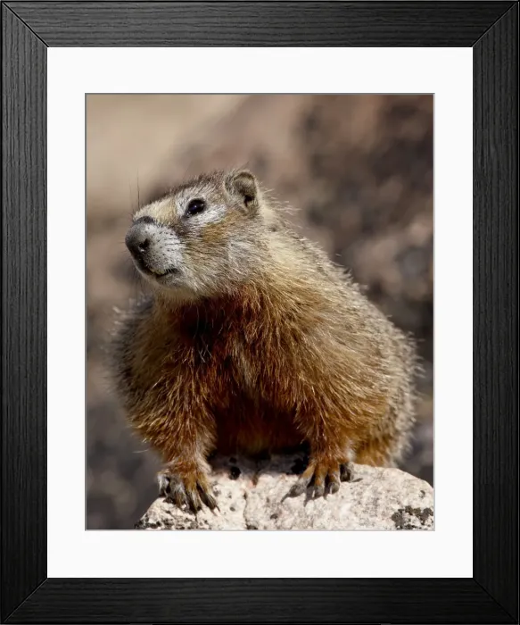 Framed Print : Yellowbelly marmot (Yellow-bellied marmot) (Marmota flaviventris), Shoshone National Forest Framed Print : Yellowbelly marmot (Yellow-bellied marmot) (Marmota flaviventris), Shoshone National Forest