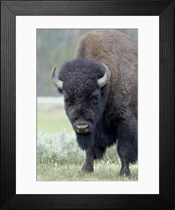 Framed Print : Bison (Bison bison), Yellowstone National Park, UNESCO World Heritage Site Framed Print : Bison (Bison bison), Yellowstone National Park, UNESCO World Heritage Site