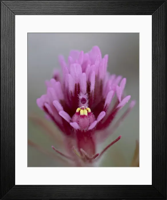 Framed Print : Purple Owls Clover (Exserted Indian Paintbrush) (Escobita) (Castilleja exserta)