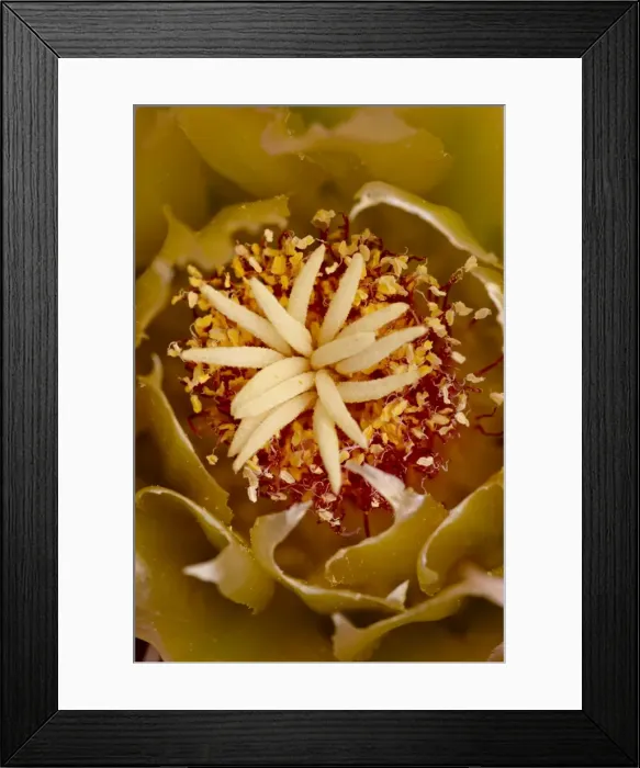 Framed Print : Center of a Red Barrel Cactus (Ferocactus cylindraceus) flower, Anza-Borrego Desert State Park Framed Print : Center of a Red Barrel Cactus (Ferocactus cylindraceus) flower, Anza-Borrego Desert State Park