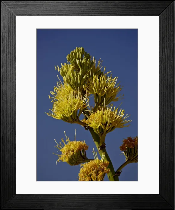 Framed Print : Desert Agave (Century Plant) (Agave Deserti), Anza-Borrego Desert State Park Framed Print : Desert Agave (Century Plant) (Agave Deserti), Anza-Borrego Desert State Park