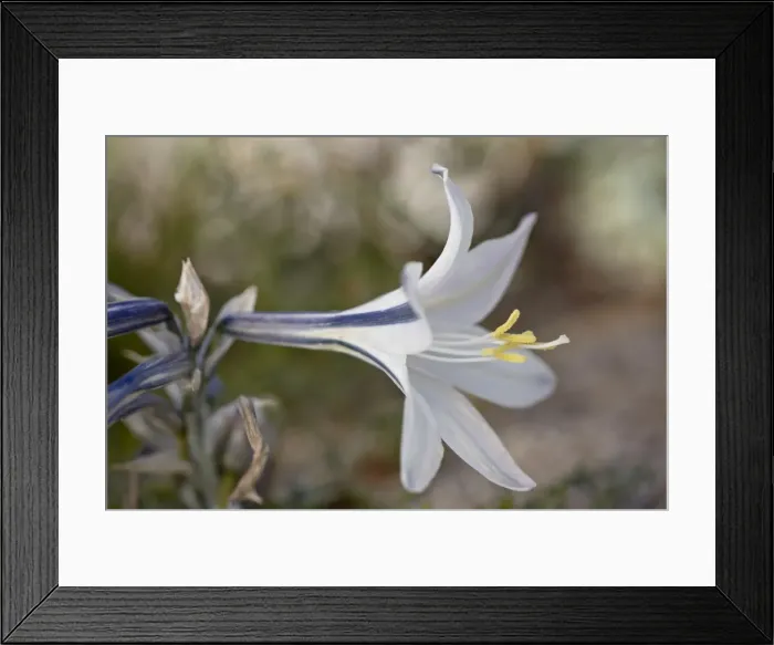 Framed Print : Desert Lily (Hesperocallis undulata), Anza-Borrego Desert State Park, California Framed Print : Desert Lily (Hesperocallis undulata), Anza-Borrego Desert State Park, California