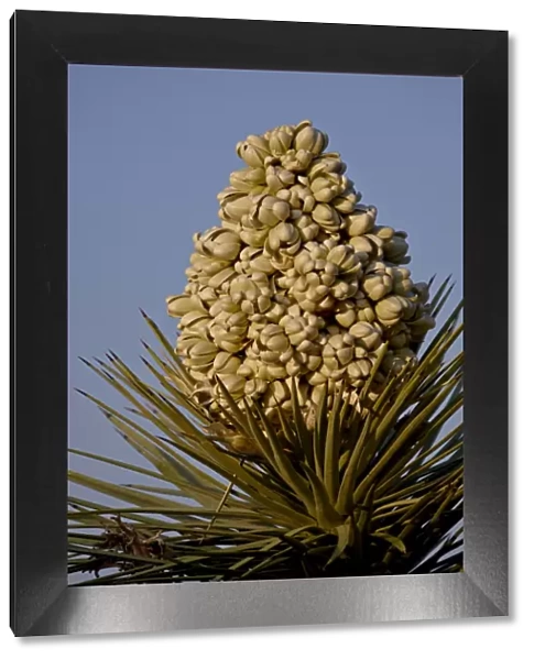 Joshua Tree (Yucca brevifolia) blossom, Joshua Tree National Park, California