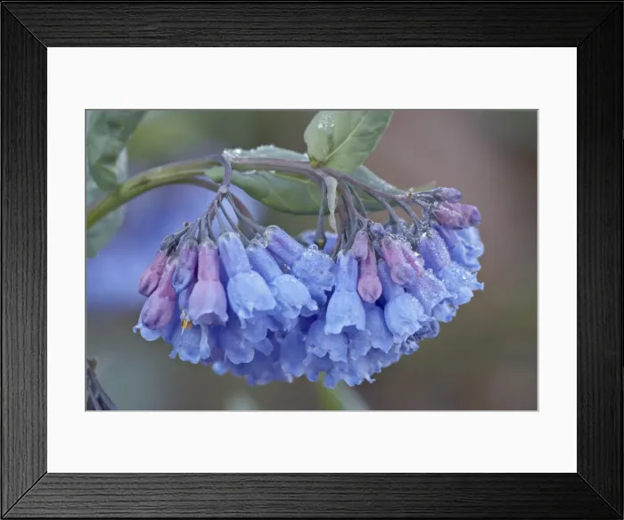 Framed Print : Bluebell (Campanula rotundifolia), Shoshone National Forest, Wyoming, United States of America Framed Print : Bluebell (Campanula rotundifolia), Shoshone National Forest, Wyoming, United States of America
