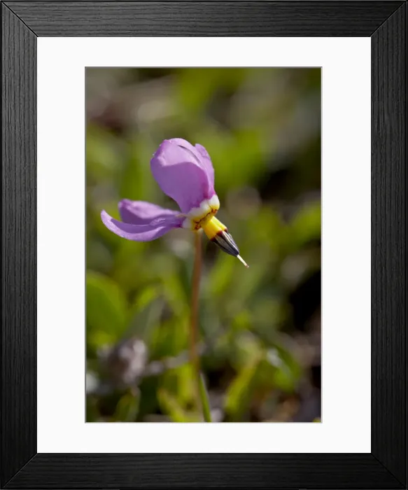 Framed Print : Alpine Shooting Star (Dodecatheon alpinum), Shoshone National Forest, Wyoming Framed Print : Alpine Shooting Star (Dodecatheon alpinum), Shoshone National Forest, Wyoming