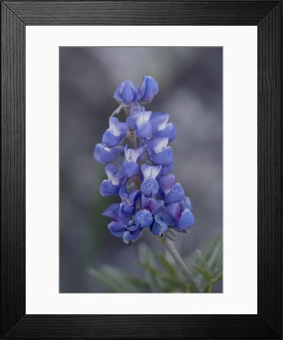 Framed Print : Miniature Lupine (Lupinus bicolor), Shoshone National Forest, Wyoming, United States of America Framed Print : Miniature Lupine (Lupinus bicolor), Shoshone National Forest, Wyoming, United States of America