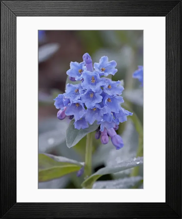 Framed Print : Blue Penstemon (Penstemon cyaneus), Shoshone National Forest, Wyoming, United States of America Framed Print : Blue Penstemon (Penstemon cyaneus), Shoshone National Forest, Wyoming, United States of America