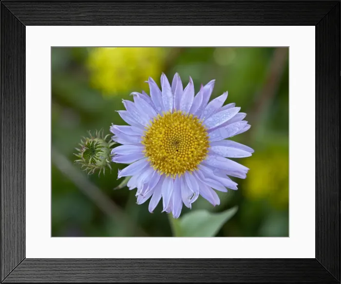 Framed Print : Alpine Aster (Aster alpigenus), Shoshone National Forest, Wyoming, United States of America Framed Print : Alpine Aster (Aster alpigenus), Shoshone National Forest, Wyoming, United States of America
