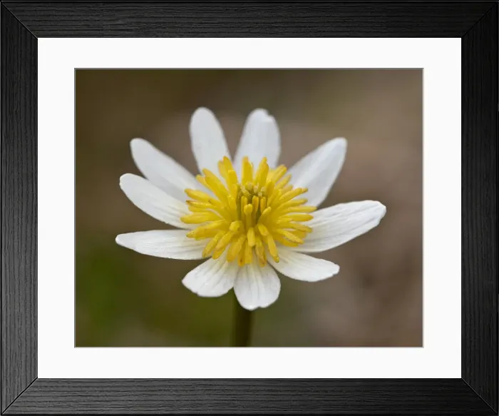 Framed Print : Marsh Marigold (Elk