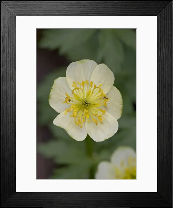 Framed Print : Globeflower (Trollius laxus), Shoshone National Forest, Wyoming, United States of America Framed Print : Globeflower (Trollius laxus), Shoshone National Forest, Wyoming, United States of America