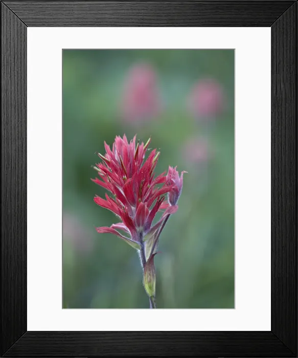 Framed Print : Giant Red Paintbrush (Indian Paintbrush) (Castilleja miniata), Yellowstone National Park Framed Print : Giant Red Paintbrush (Indian Paintbrush) (Castilleja miniata), Yellowstone National Park