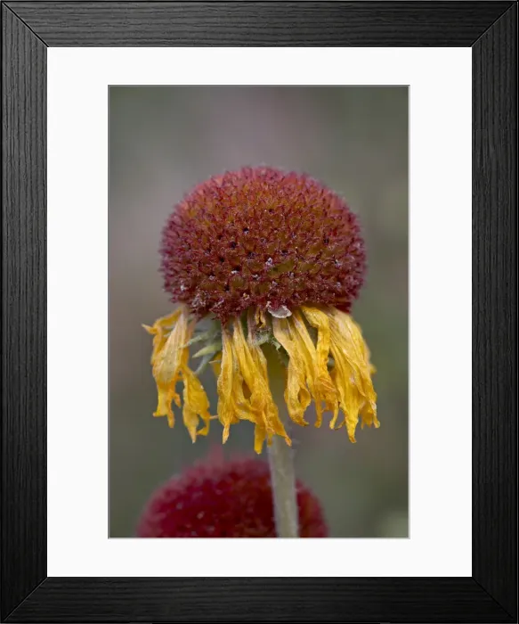 Framed Print : Common gaillardia (great blanketflower) (blanketflower) (brown-eyed Susan) Framed Print : Common gaillardia (great blanketflower) (blanketflower) (brown-eyed Susan)