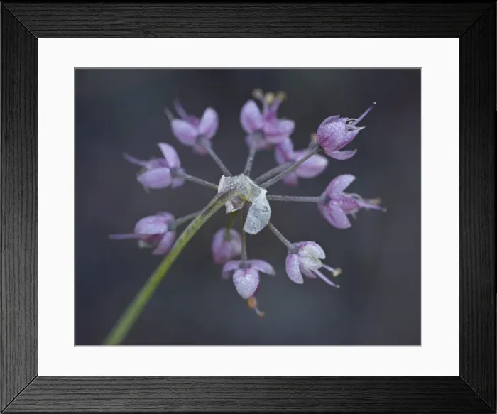Framed Print : Nodding onion (Allium cernuum), Glacier National Park, Montana, United States of America Framed Print : Nodding onion (Allium cernuum), Glacier National Park, Montana, United States of America
