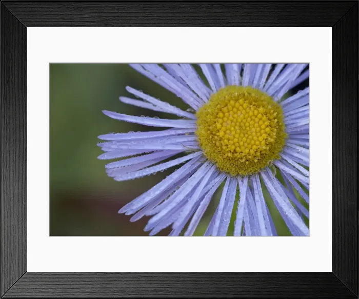 Framed Print : Showy daisy (Erigeron speciosus), Glacier National Park, Montana, United States of America Framed Print : Showy daisy (Erigeron speciosus), Glacier National Park, Montana, United States of America