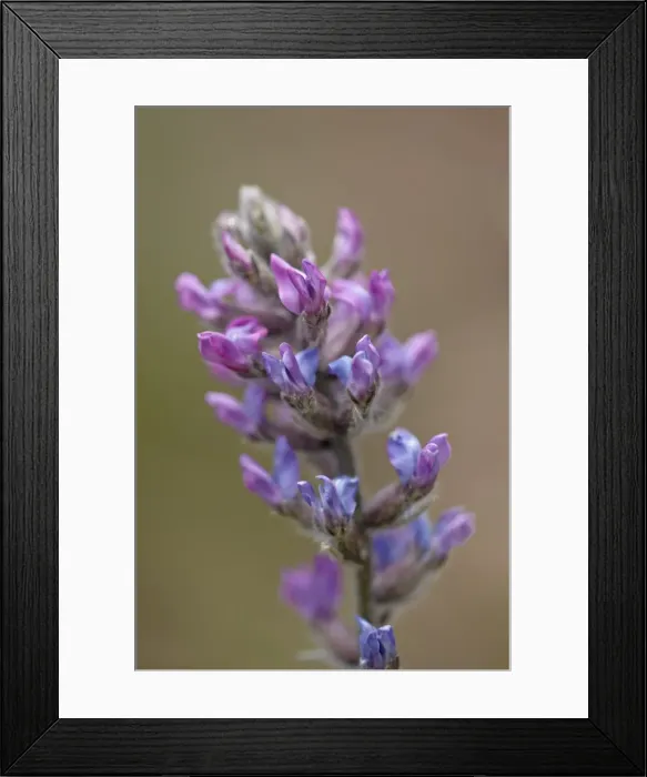 Framed Print : Purple Loco (Lamberts Loco) (Colorado Loco) (Oxytropis lambertii) Framed Print : Purple Loco (Lamberts Loco) (Colorado Loco) (Oxytropis lambertii)