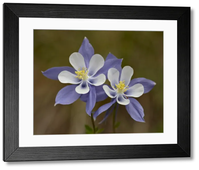 Framed Print : Blue columbine (Aquilegia coerulea), Weston Pass, Pike and San Isabel National Forest Framed Print : Blue columbine (Aquilegia coerulea), Weston Pass, Pike and San Isabel National Forest