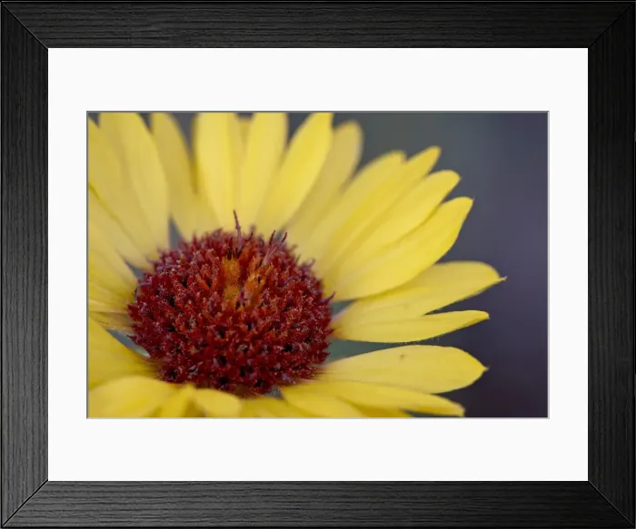 Framed Print : Common gaillardia (great blanketflower) (blanketflower) (brown-eyed Susan) Framed Print : Common gaillardia (great blanketflower) (blanketflower) (brown-eyed Susan)