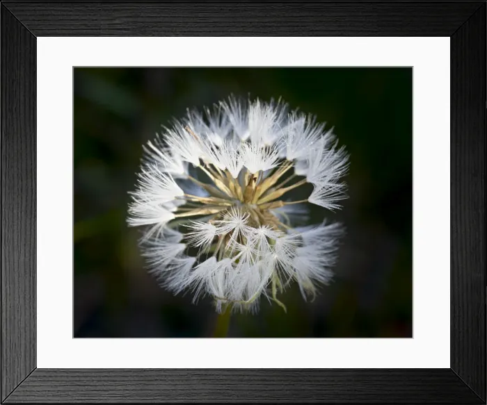 Framed Print : Western salsify (goatsbeard) (Tragopogon dubius) seedhead, Glacier National Park Framed Print : Western salsify (goatsbeard) (Tragopogon dubius) seedhead, Glacier National Park