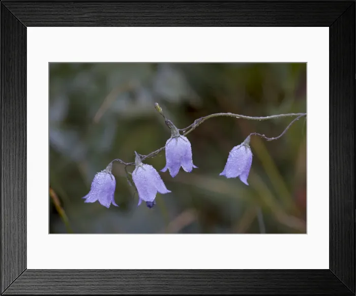 Framed Print : Mountain harebell (Campanula lasiocarpa) with frost, Glacier National Park Framed Print : Mountain harebell (Campanula lasiocarpa) with frost, Glacier National Park