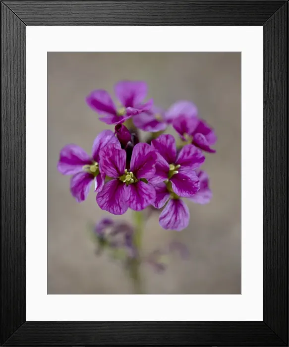 Framed Print : Parrys primrose (Primula parryi), Mount Evans, Colorado, United States of America Framed Print : Parrys primrose (Primula parryi), Mount Evans, Colorado, United States of America
