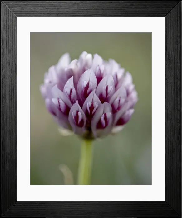 Framed Print : Alpine clover (Trifolium dasyphyllum), Mount Evans, Colorado, United States of America Framed Print : Alpine clover (Trifolium dasyphyllum), Mount Evans, Colorado, United States of America