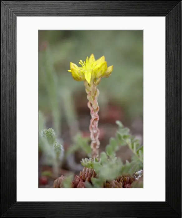 Framed Print : Wormleaf stonecrop (yellow stonecrop) (Sedum stenopetalum), Weston Pass Framed Print : Wormleaf stonecrop (yellow stonecrop) (Sedum stenopetalum), Weston Pass