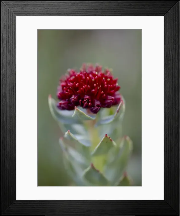 Framed Print : Roseroot (Kings Crown) (Sedum rosea), Mount Evans, Colorado, United States of America Framed Print : Roseroot (Kings Crown) (Sedum rosea), Mount Evans, Colorado, United States of America