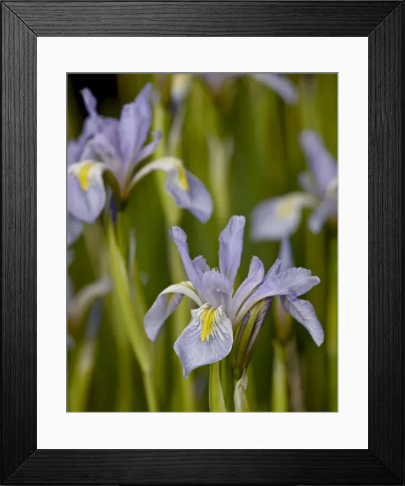 Framed Print : Rocky Mountain iris (Iris missouriensis), Weston Pass, Pike and San Isabel National Forest Framed Print : Rocky Mountain iris (Iris missouriensis), Weston Pass, Pike and San Isabel National Forest