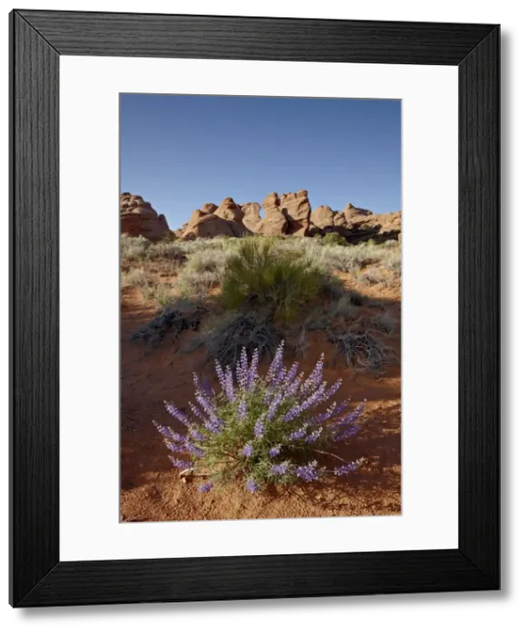 Framed Print : Silvery lupine (Lupinus argenteus) with red rock fins, Arches National Park
