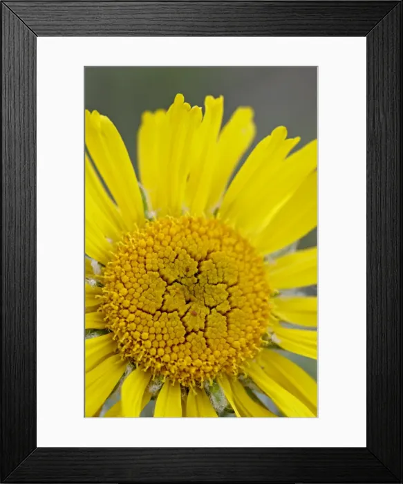 Framed Print : Old man of the mountain or Alpine sunflower (Hymenoxys grandiflora), Mount Evans Framed Print : Old man of the mountain or Alpine sunflower (Hymenoxys grandiflora), Mount Evans