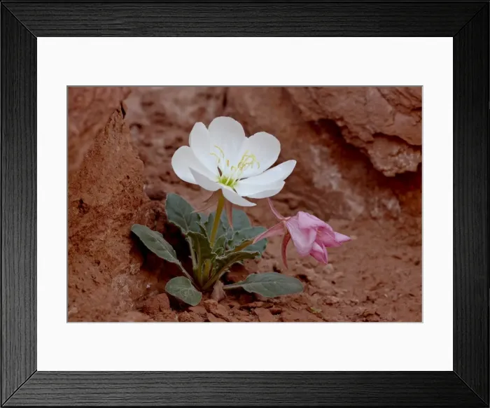 Framed Print : Dwarf evening-primrose (tufted evening-primrose) (white tufted evening-primrose )