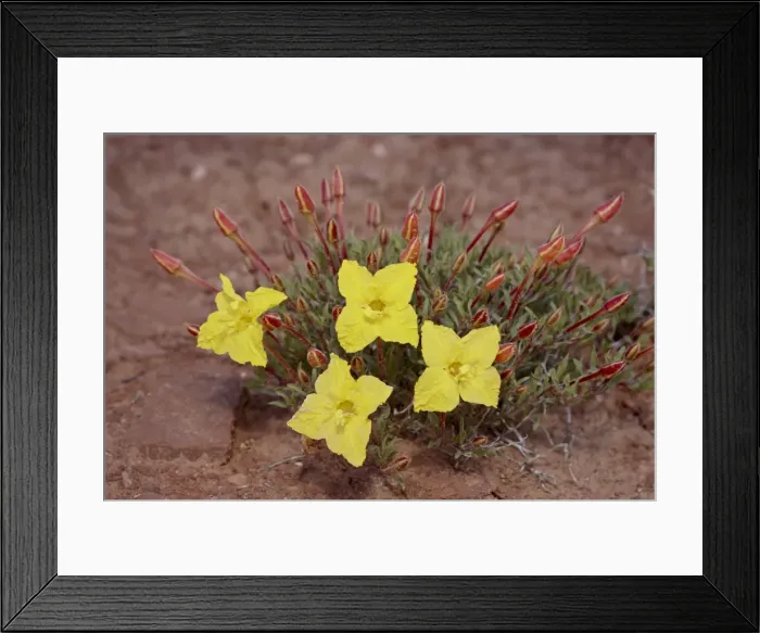 Framed Print : Lavender evening-primrose (Calyophus lavandulifolia), The Needles District Framed Print : Lavender evening-primrose (Calyophus lavandulifolia), The Needles District