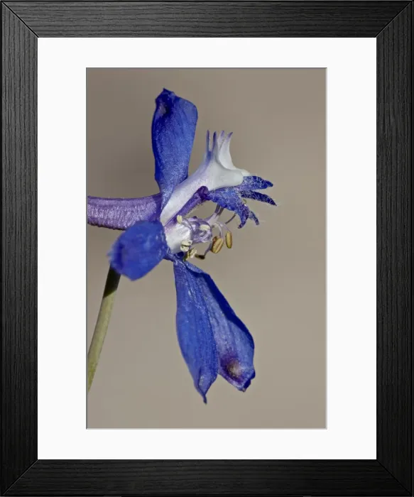 Framed Print : Andersons larkspur (Delphinium andersonii), Canyon Country, Utah, United States of America Framed Print : Andersons larkspur (Delphinium andersonii), Canyon Country, Utah, United States of America