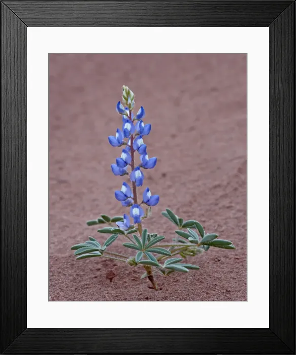 Framed Print : Dwarf lupine (small lupine) (rusty lupine) (Lupinus pusillus), Canyon Country Framed Print : Dwarf lupine (small lupine) (rusty lupine) (Lupinus pusillus), Canyon Country