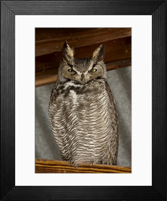 Framed Print : Great horned owl (Bubo virginianus), Whitewater Draw Wildlife Area, Arizona Framed Print : Great horned owl (Bubo virginianus), Whitewater Draw Wildlife Area, Arizona
