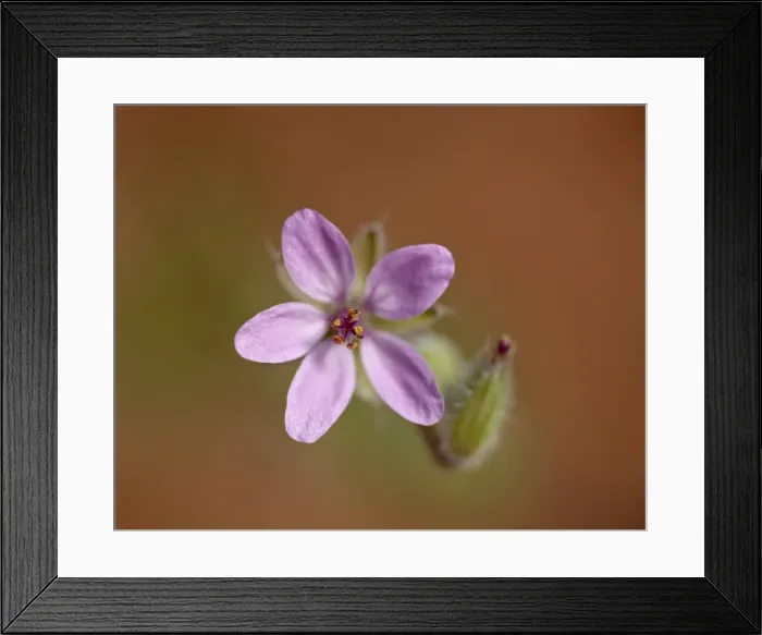 Framed Print : Heronsbill (Erodium cicutarium), Arches National Park, Utah, United States of America Framed Print : Heronsbill (Erodium cicutarium), Arches National Park, Utah, United States of America