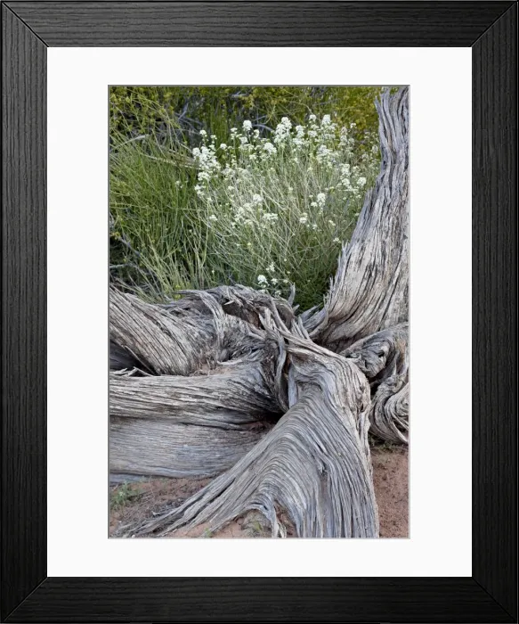 Framed Print : Fremonts peppergrass (Lepidium fremontii) behind a weathered juniper trunk