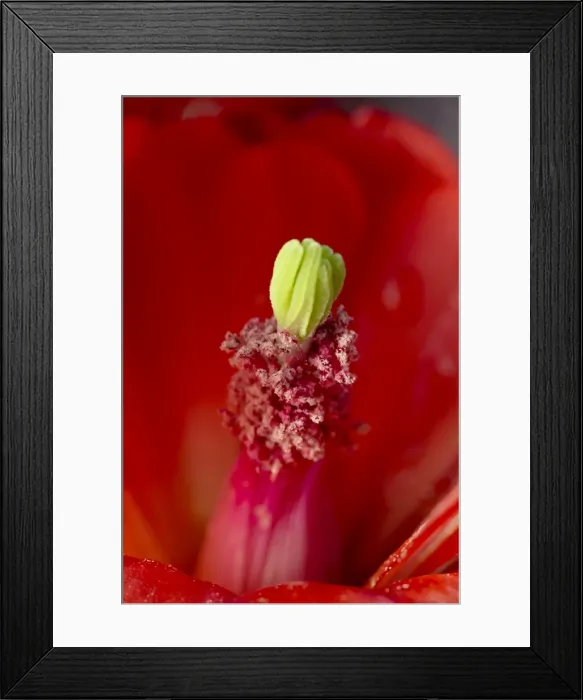 Framed Print : Close-up view of a claretcup cactus (Echinocereus triglochidiatus) bloom Framed Print : Close-up view of a claretcup cactus (Echinocereus triglochidiatus) bloom