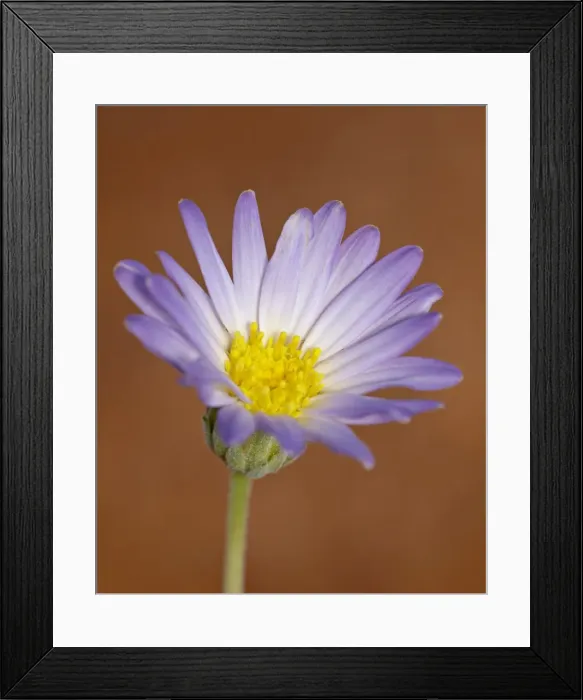 Framed Print : Utah daisy (Erigeron utahensis), Canyon Country, Utah, United States of America Framed Print : Utah daisy (Erigeron utahensis), Canyon Country, Utah, United States of America