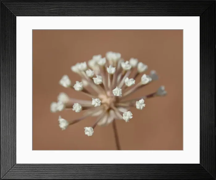 Framed Print : Stevia dusty-maiden (Chaenactis stevioides) starting to bloom, Arches National Park Framed Print : Stevia dusty-maiden (Chaenactis stevioides) starting to bloom, Arches National Park