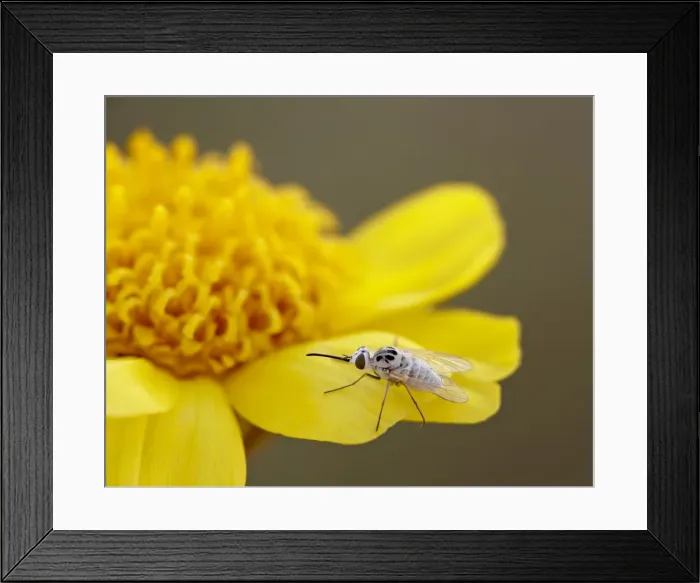 Framed Print : Apolysis fly on stemless woollybase (Hymenoxys acaulis), Canyon Country Framed Print : Apolysis fly on stemless woollybase (Hymenoxys acaulis), Canyon Country