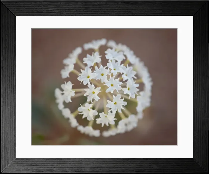 Framed Print : Sand verbena (Abronia fragrans), Canyon Country, Utah, United States of America Framed Print : Sand verbena (Abronia fragrans), Canyon Country, Utah, United States of America