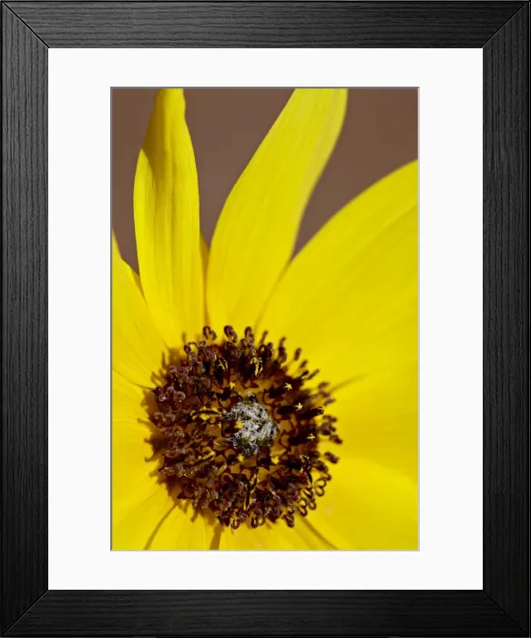 Framed Print : Prairie sunflower (Helianthus petiolaris), The Needles District, Canyonlands National Park Framed Print : Prairie sunflower (Helianthus petiolaris), The Needles District, Canyonlands National Park