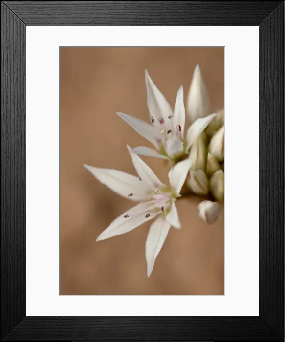 Framed Print : Prairie wild onion (Allium textile), Canyon Country, Utah, United States of America Framed Print : Prairie wild onion (Allium textile), Canyon Country, Utah, United States of America